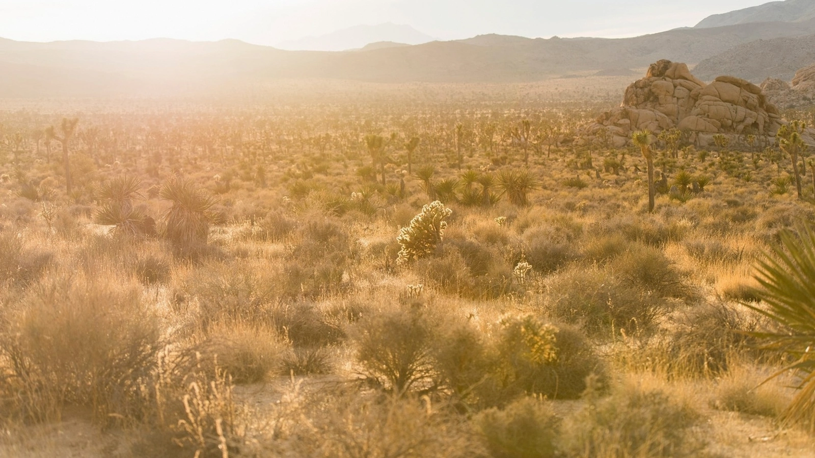 Open Arizona land access road near Mesa