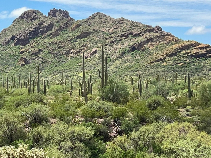 Desert Acreage in Mesa